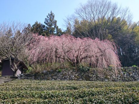 野村のしだれ桜