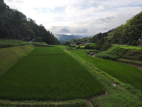 雨上がりの田園風景